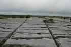 Sheshymore Limestone pavement exposes shallow water carbonates of the Brigantian, Slievenaglasha Formation. These classic kharstified exposures of tabular blocks of limestone pavement, Clints, are cut by vertical fractures, Grikes, which were widened by post glacial disolution (McNamara, & Hennessy, 2010). Fractures were intially established during Variscan folding (Coller, 1984).